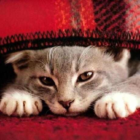 白嫖优选域名的神器！CF-DNS-Clone：一键克隆别人的CDN加速域名到自己的域名-壹联网络